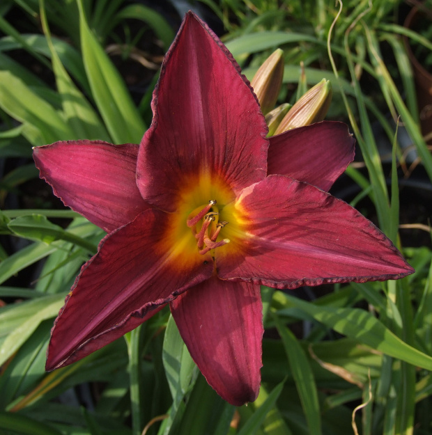 Hemerocallis 1