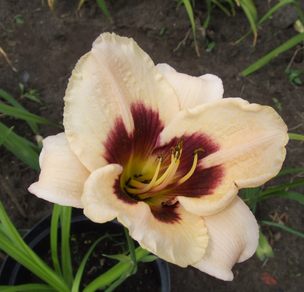 Hemerocallis 5 (Lodzi)