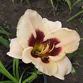 Hemerocallis 5 (Lodzi)