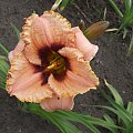 Hemerocallis 7