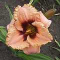 Hemerocallis 7