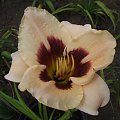 Hemerocallis 5 (Lodzi)