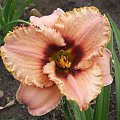 Hemerocallis 7