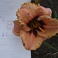 Hemerocallis 7