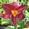 Hemerocallis 1