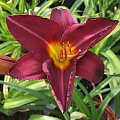 Hemerocallis 1