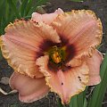 Hemerocallis 7