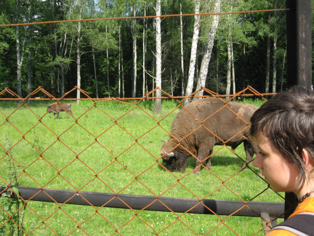 Białowieża, rezerwat żubrów, 23.06.2008