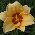 Hemerocallis (karłowy) - 9