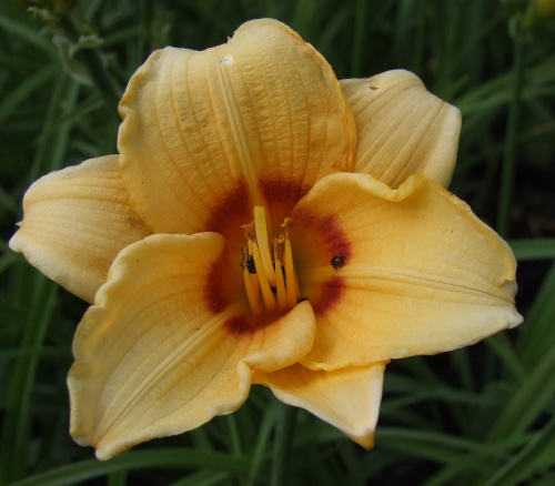 Hemerocallis (karłowy) - 9