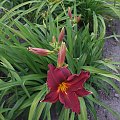 Hemerocallis - 8