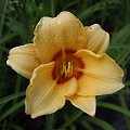 Hemerocallis (karłowy) - 9