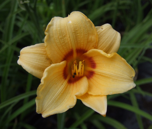 Hemerocallis (karłowy) - 9