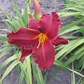 Hemerocallis - 8