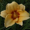 Hemerocallis (karłowy) - 9