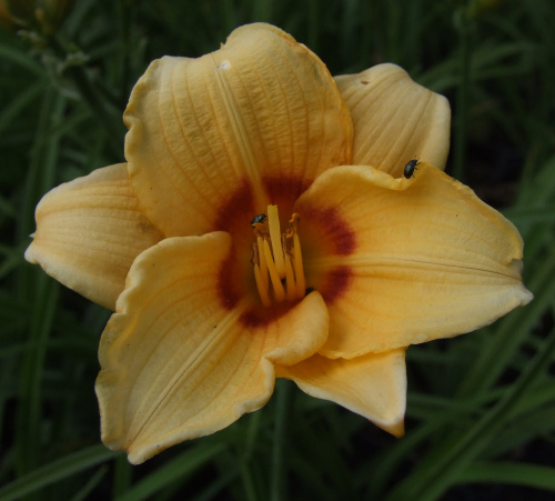 Hemerocallis (karłowy) - 9