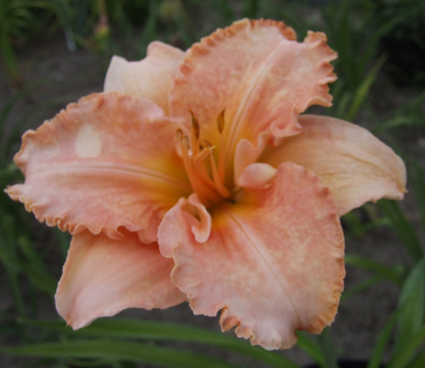 Hemerocallis 'Elizabeth Salter'