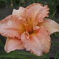 Hemerocallis 'Elizabeth Salter'