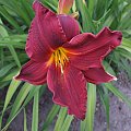 Hemerocallis - 8