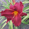 Hemerocallis - 8