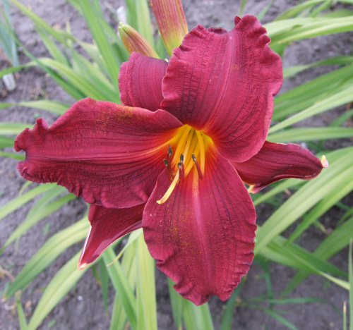 Hemerocallis - 8