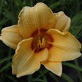 Hemerocallis (karłowy) - 9