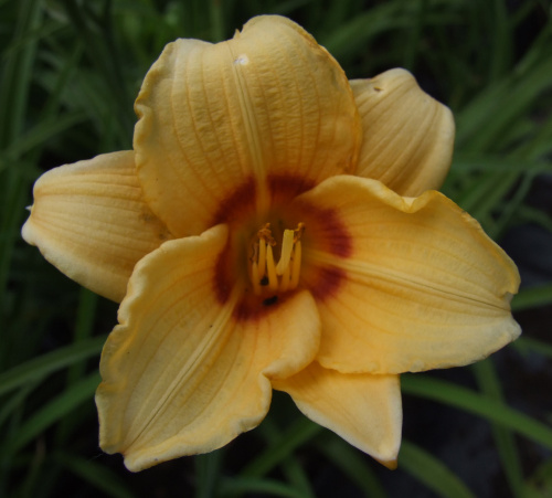 Hemerocallis (karłowy) - 9