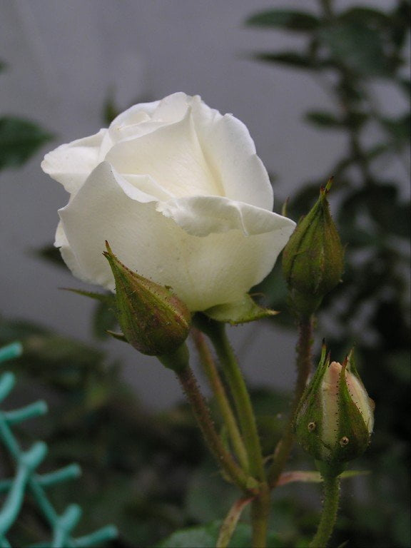 Róża od Grogosi.Bardzo DZIEKUJE:))