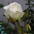 Róża od Grogosi.Bardzo DZIEKUJE:))