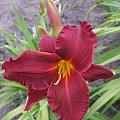 Hemerocallis - 8