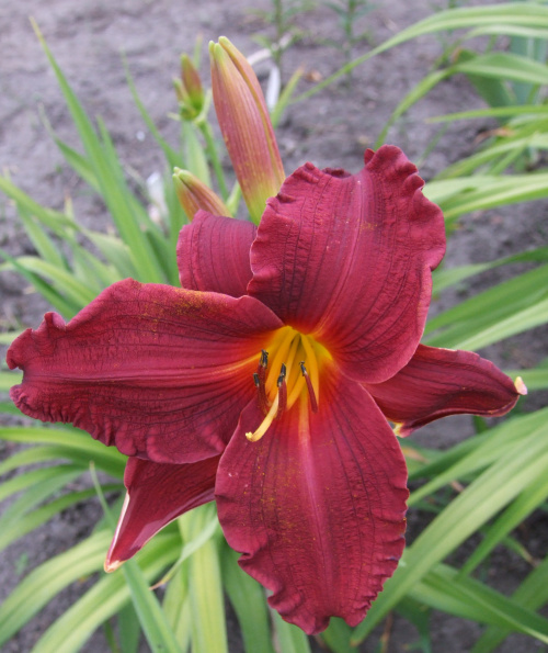 Hemerocallis - 8