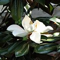Magnolia Grandiflora #lipa #jukka #powoj #hortensja #milin #albicja