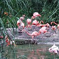 Maja w Zoo w Ostravie #flamingi #zoo #ostrava