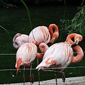 Maja w Zoo w Ostravie #flamingi #zoo #ostrava