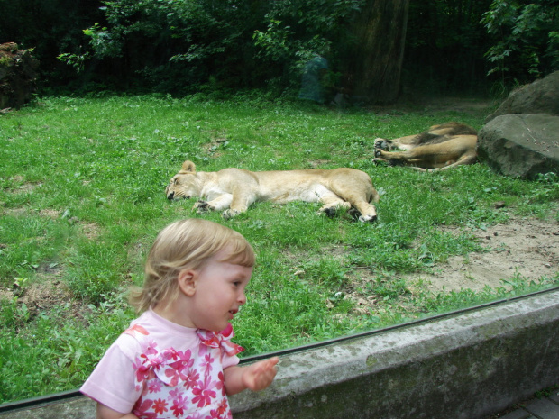 Maja w Zoo w Ostravie #maja #zoo #ostrava #lwy