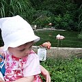 Maja w Zoo w Ostravie #maja #zoo #ostrava #flamingi