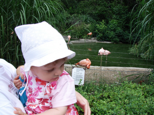 Maja w Zoo w Ostravie #maja #zoo #ostrava #flamingi