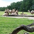 Maja w Zoo w Ostravie #wielbłady #zoo #ostrava