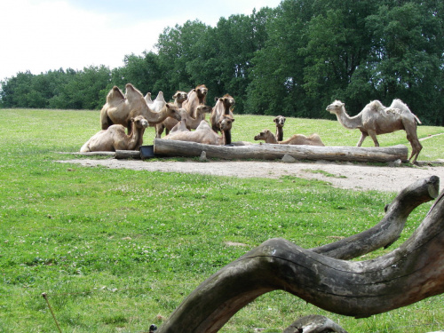 Maja w Zoo w Ostravie #wielbłady #zoo #ostrava