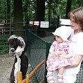 Maja w Zoo w Ostravie #maja #zoo #ostrava #lama