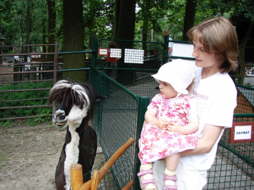 Maja w Zoo w Ostravie #maja #zoo #ostrava #lama