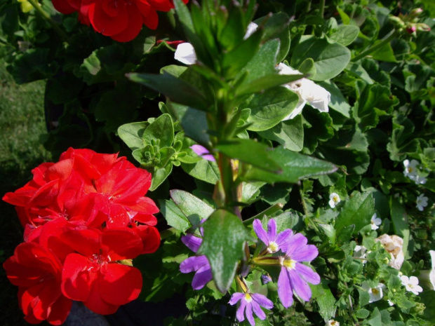w moim ogrodku - czerwiec 2008 #ogrod #kwiatki #czerwiec