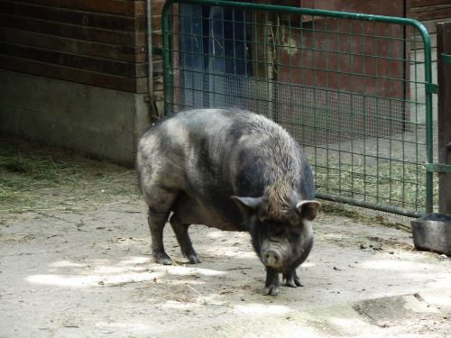 Maja w Zoo w Ostravie #świnia #zoo #ostrava