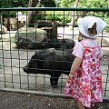 Maja w Zoo w Ostravie #maja #zoo #ostrava