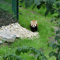 Maja w Zoo w Ostravie #panda #zoo #ostrava