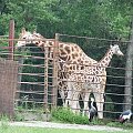 Maja w Zoo w Ostravie #żyrafa #zoo #ostrava