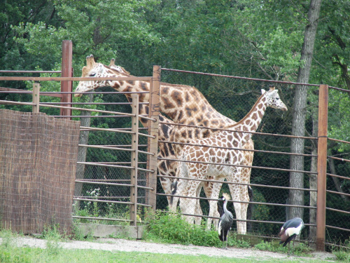 Maja w Zoo w Ostravie #żyrafa #zoo #ostrava