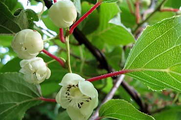 kwiat aktinidii pstrolistnej (kiwi) #kwiaty #pnącza #aktinidia #kiwi #makro #ogród