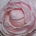 Roza #kwiaty #ogrody #roze #macro