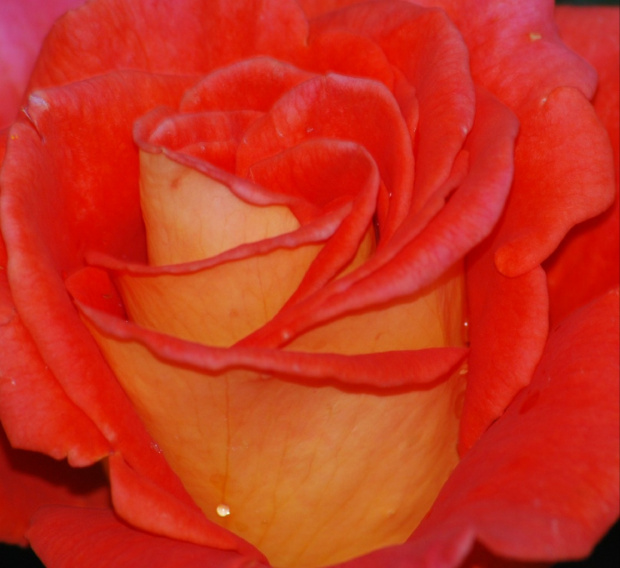 Roza #kwiaty #ogrody #roze #macro